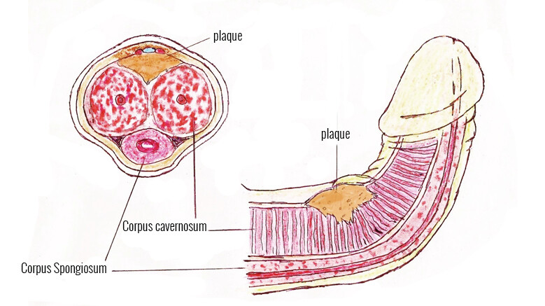 Anatomie des Penis